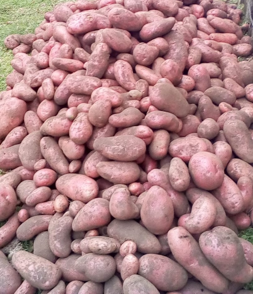 Potato surface planting success story: A case of Joan Cheserem-Elgeyo Marakwet.