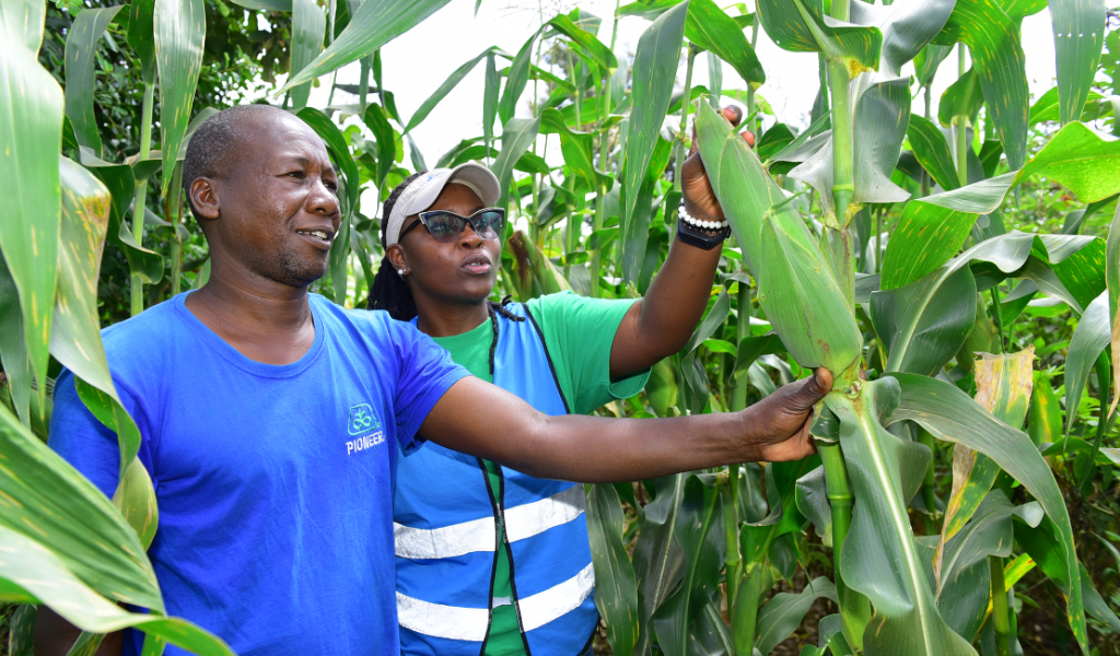 Farmer’s success in conservation agriculture attracts those struggling in conventional agriculture