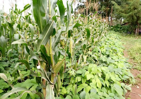 Soil cover increases Christine's maize yield by 50%