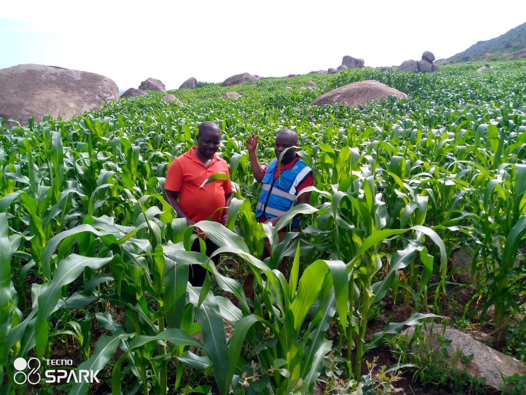 agroforestry and ca