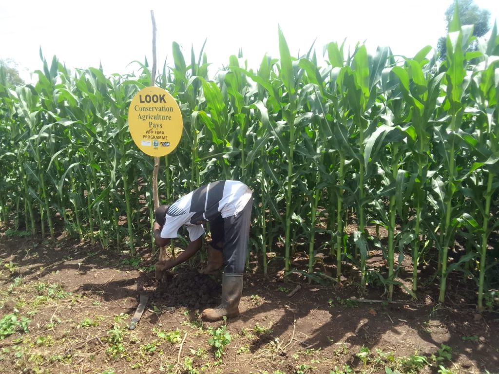 maize under ca