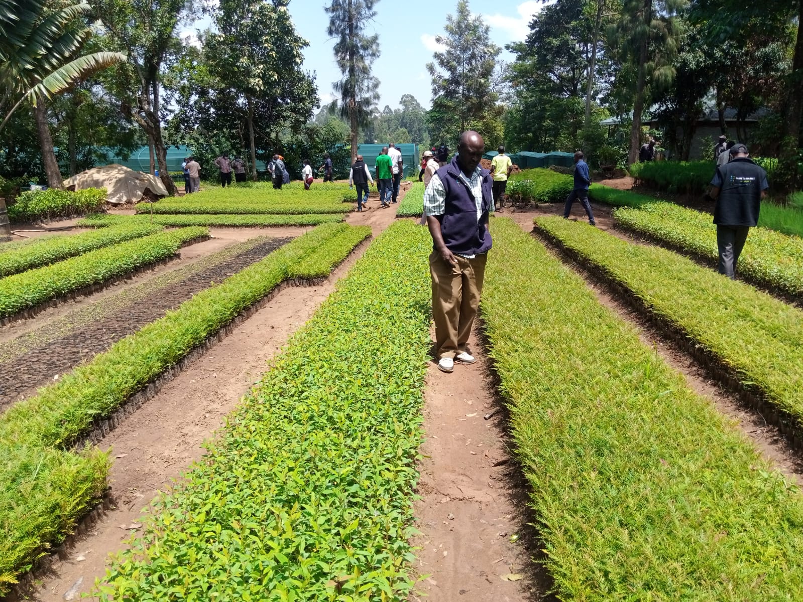 Community agroforestry tree nursery with indigenous species seedlings for soil restoration in Kisumu County, Kenya