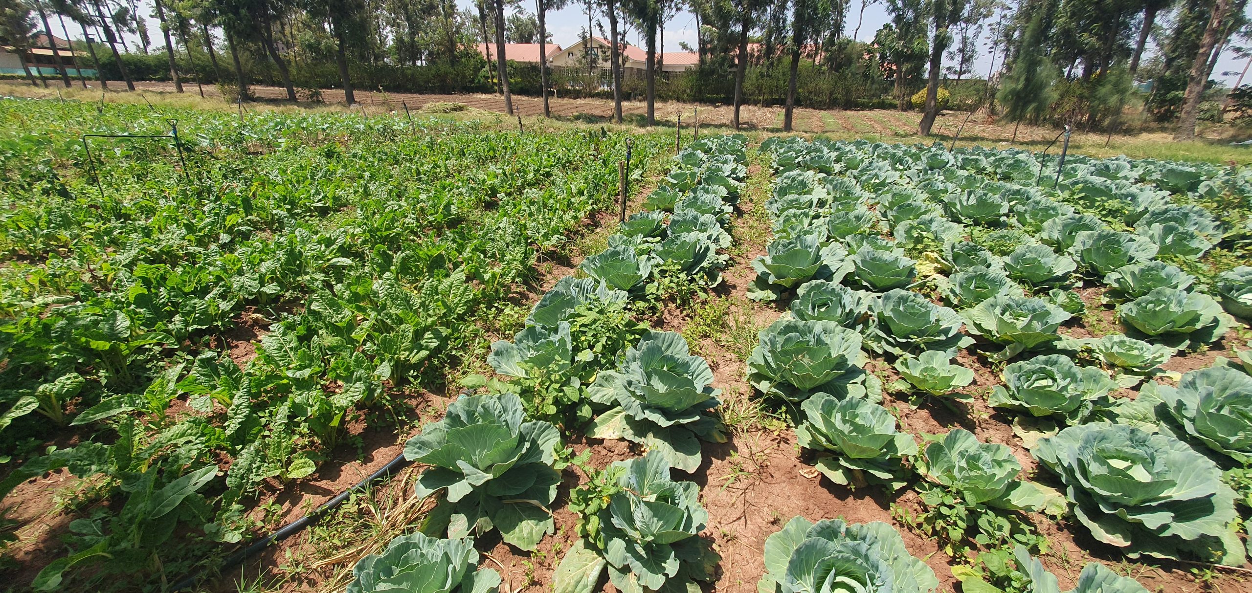Field demonstration